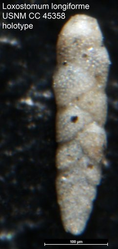 Loxostomum longiforme Cushman & Cederstrom, 1949