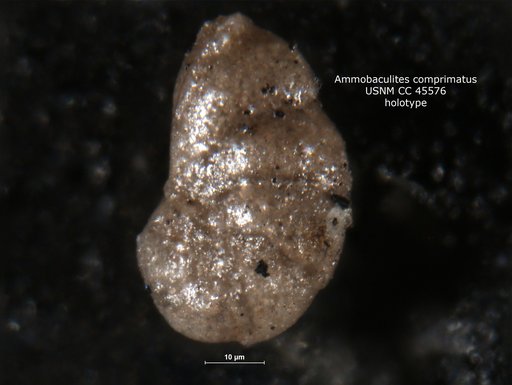 Ammobaculites comprimatus Cushman & Applin, 1946