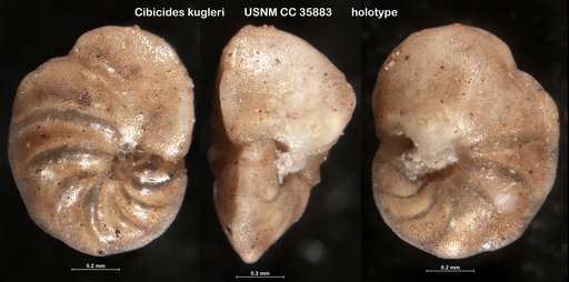 Cibicides kugleri Cushman & Renz, 1941