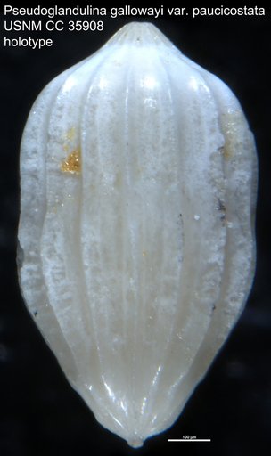 Pseudoglandulina gallowayi var. paucicostata Cushman & Renz, 1941