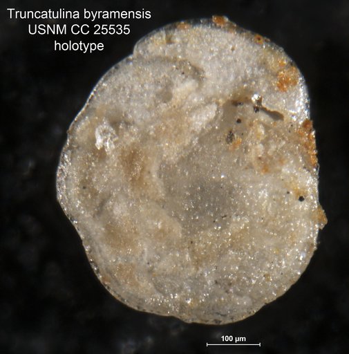 Truncatulina byramensis Cushman, 1922