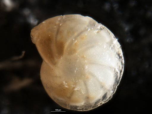 Robulus stephensoni Cushman, 1939