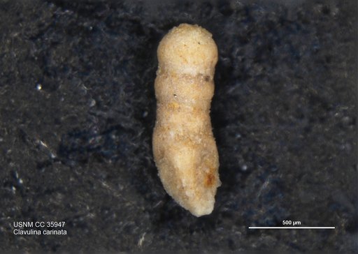 Clavulina carinata Cushman & Renz, 1941