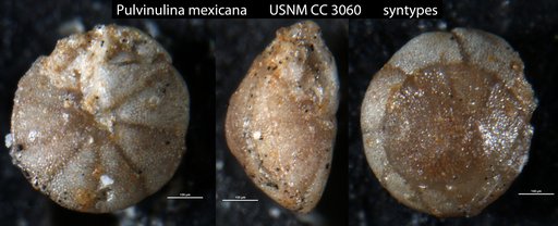 Pulvinulina mexicana Cushman, 1925