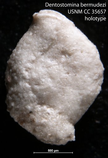 Dentostomina bermudezi Perez Farfante, 1939