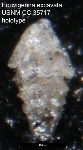 Eouvigerina excavata Cushman, 1940