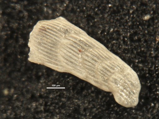 Plectofrondicularia whitei Martin, 1943
