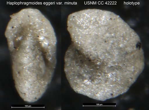 Haplophragmoides eggeri var. minuta Cushman & Goudkoff, 1944