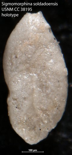 Sigmomorphina soldadoensis Cushman & Renz, 1942