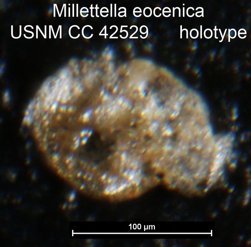 Millettella eocenica Cushman, 1945