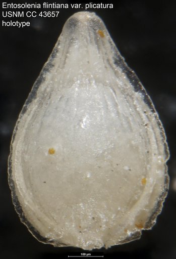 Entosolenia flintiana var. plicatura Cushman & Stainforth, 1945