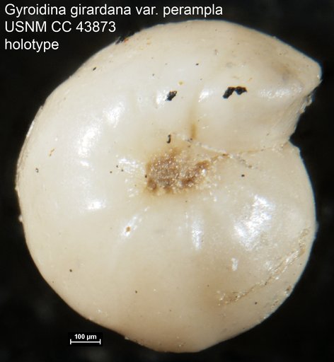 Gyroidina girardana var. perampla Cushman & Stainforth, 1945