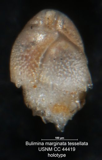 Bulimina marginata var. tessellata Cushman & Todd, 1945