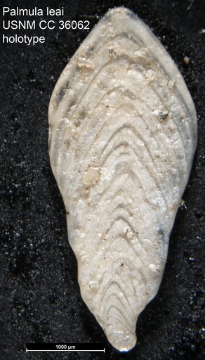 Palmula leai Loeblich & Tappan, 1941