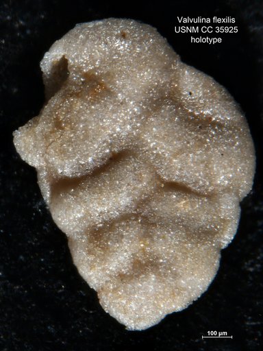 Valvulina flexilis Cushman & Renz, 1941