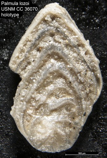 Palmula lozoi Loeblich & Tappan, 1941