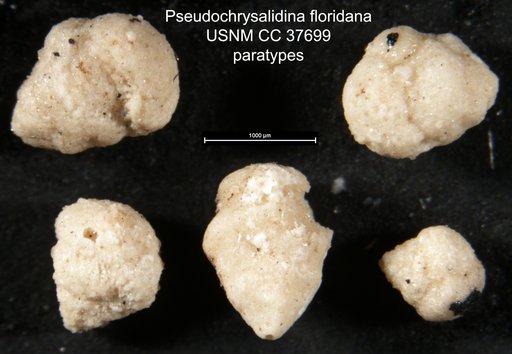 Pseudochrysalidina floridana Cole, 1941