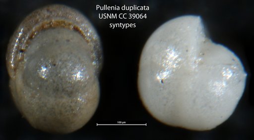Pullenia duplicata Stainforth, 1949