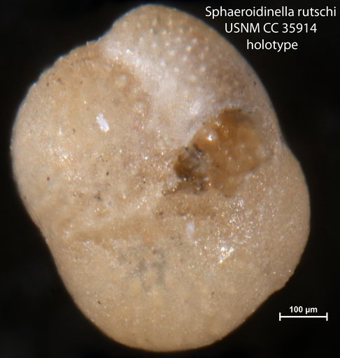 Sphaeroidinella rutschi Cushman & Renz, 1941