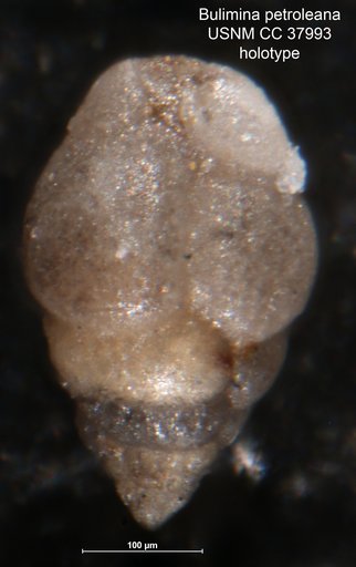 Bulimina petroleana Cushman & Hedberg, 1941
