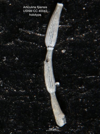 Articulina fijiensis Cushman, 1944