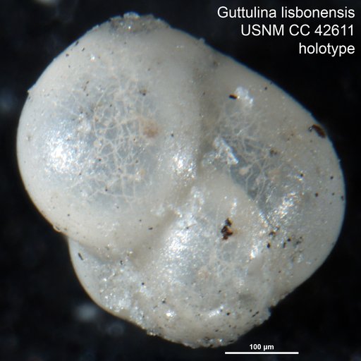 Guttulina lisbonensis Cushman & Todd, 1945