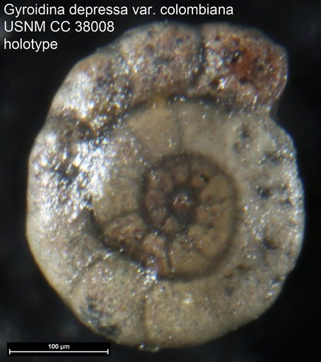 Gyroidina depressa var. colombiana Cushman & Hedberg, 1941
