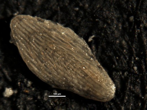 Plectofrondicularia longistriata Leroy, 1939