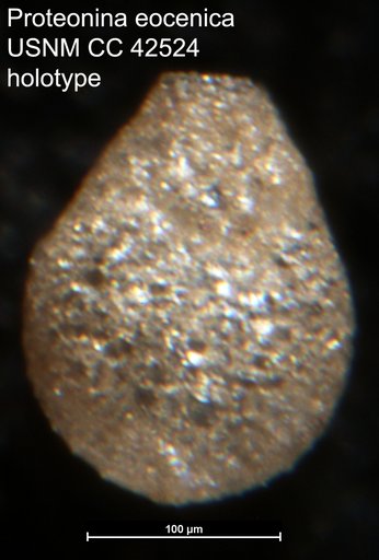 Proteonina eocenica Cushman, 1945