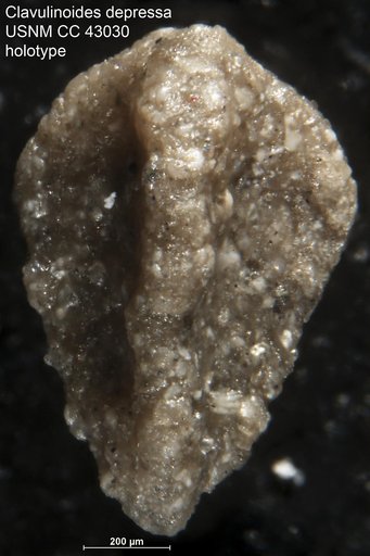 Clavulinoides depressa Cushman & Ellisor, 1945
