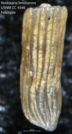 Nodosaria limonensis Cushman, 1925