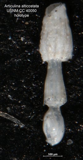 Articulina alticostata Cushman, 1944