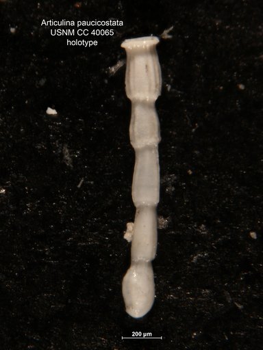 Articulina paucicostata Cushman, 1944