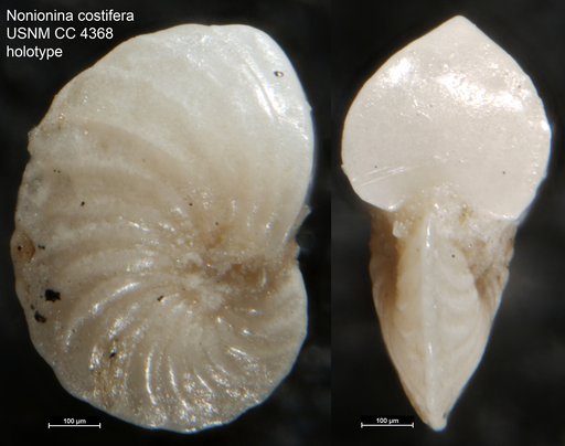 Nonionina costifera Cushman, 1926