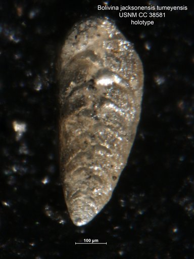 Bolivina jacksonensis var. tumeyensis Cushman & Simonson, 1944