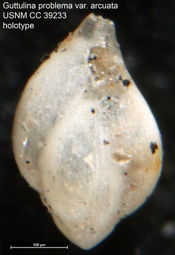 Guttulina problema var. arcuata Cushman, 1944