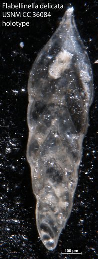 Flabellinella delicata Loeblich & Tappan, 1941