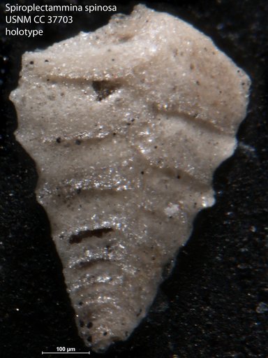 Spiroplectammina spinosa Dorsey, 1948