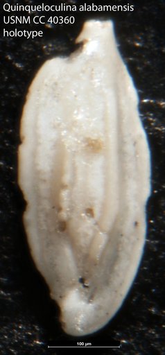 Quinqueloculina alabamensis Cushman, 1944