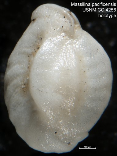 Massilina pacificensis Cushman, 1924