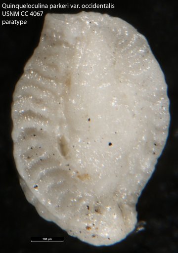 Quinqueloculina parkeri var. occidentalis Cushman, 1921
