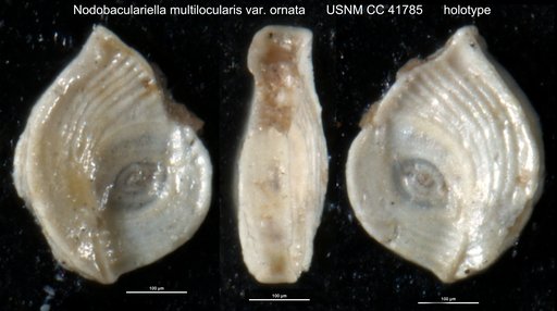 Nodobaculariella multilocularis var. ornata Cushman & Todd, 1944