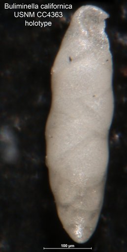 Buliminella californica Cushman, 1925