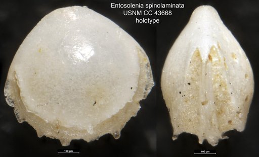 Entosolenia spinolaminata Cushman & Stainforth, 1945