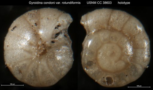 Gyroidina condoni var. rotundiformis Cushman & Simonson, 1944