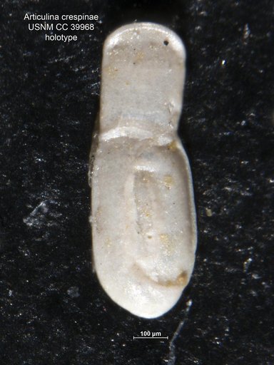 Articulina crespinae Cushman, 1944