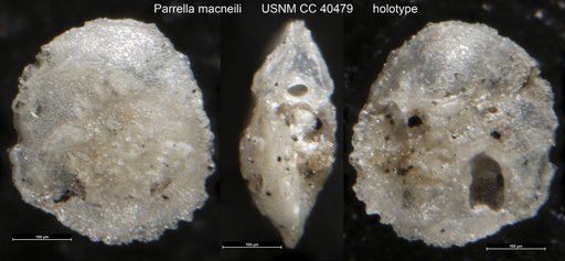 Parrella macneili Cushman, 1944