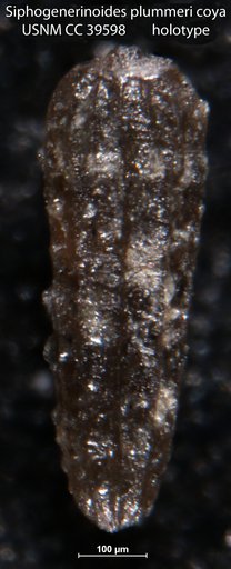 Siphogenerinoides plummeri coya Frizzell, 1943
