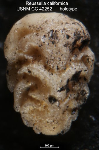 Reussella californica Cushman & Goudkoff, 1944