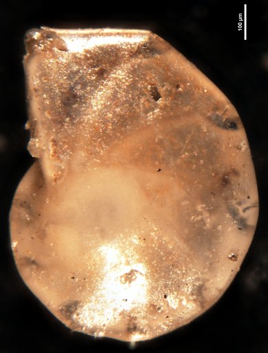 Robulus alabamensis Cushman, 1944